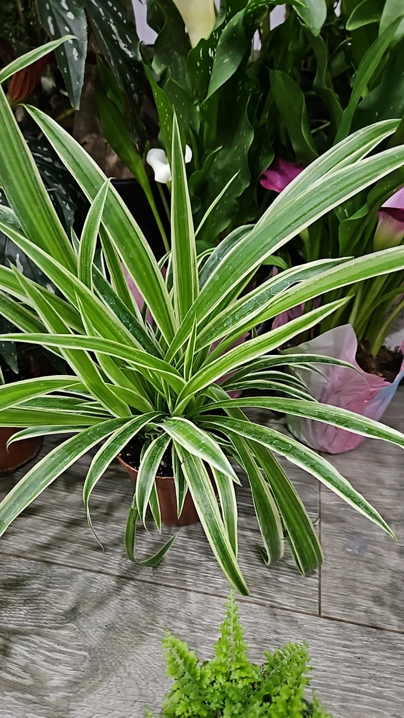 Spider Plant  reverse in 4"nursary pot