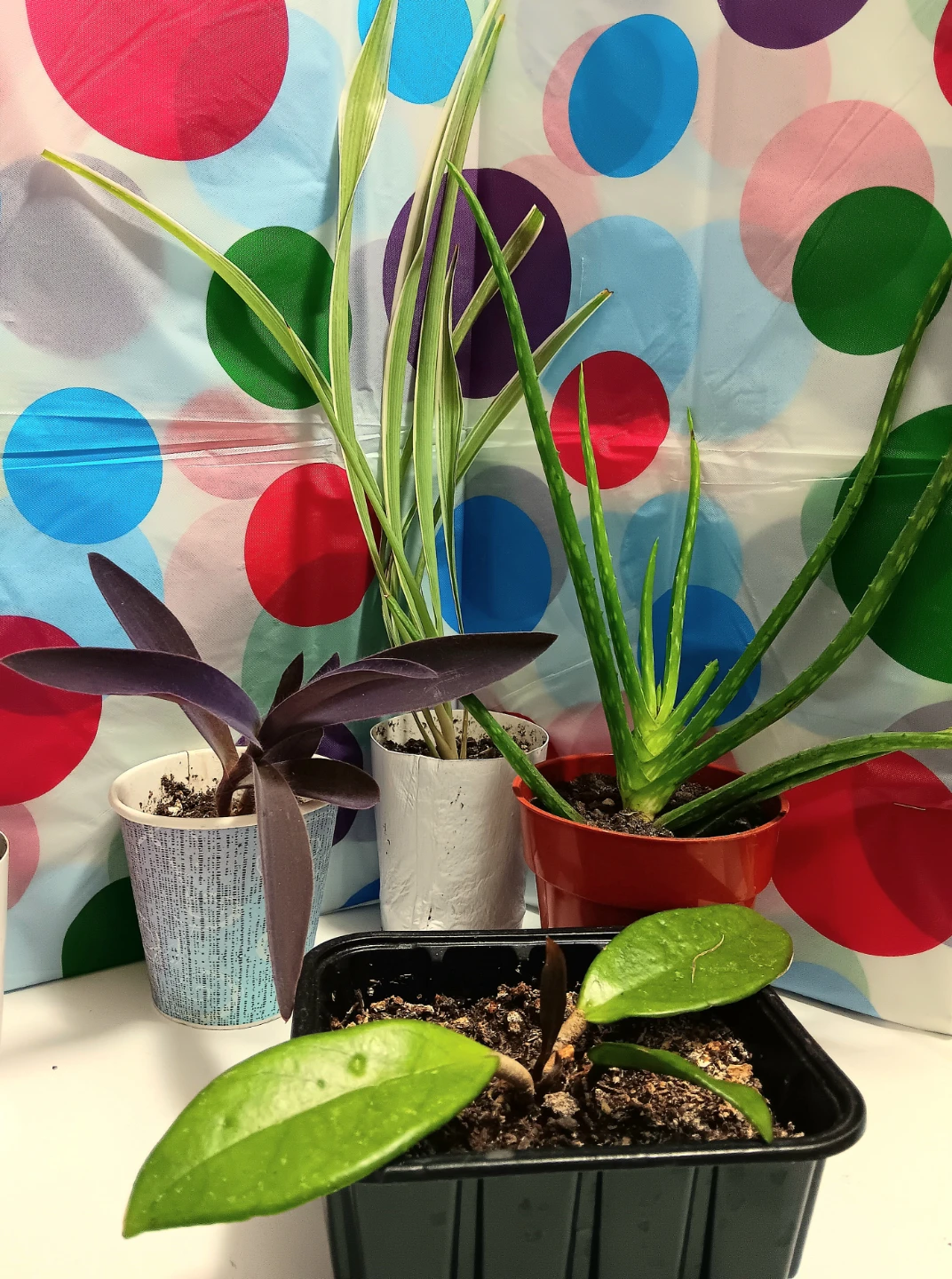 🪴Variety Pack House Plants Bundle🪴 - photo 3
