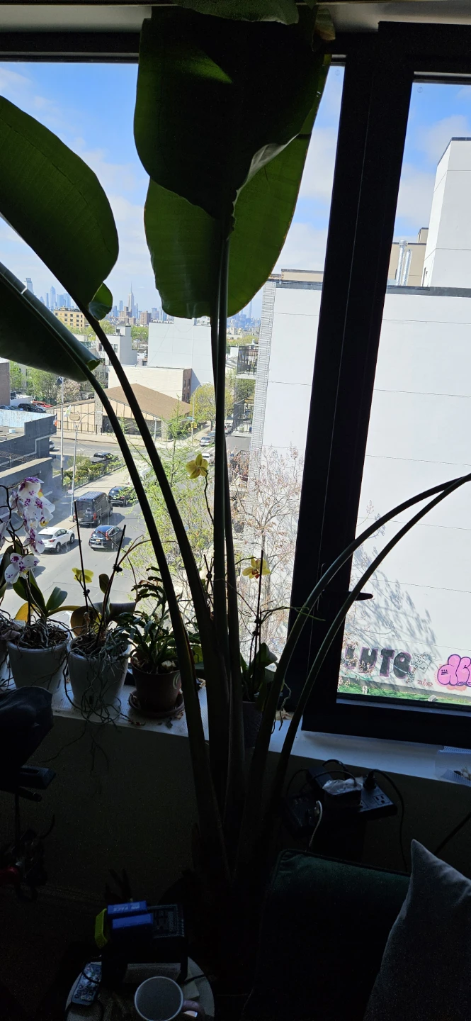 Large Bird of Paradise Plant - photo 2