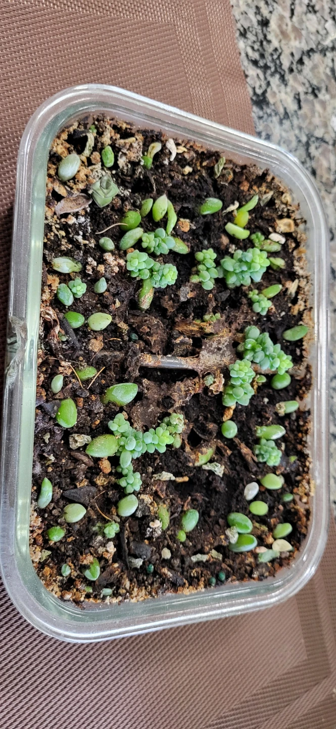 Burro's Tails succulent
