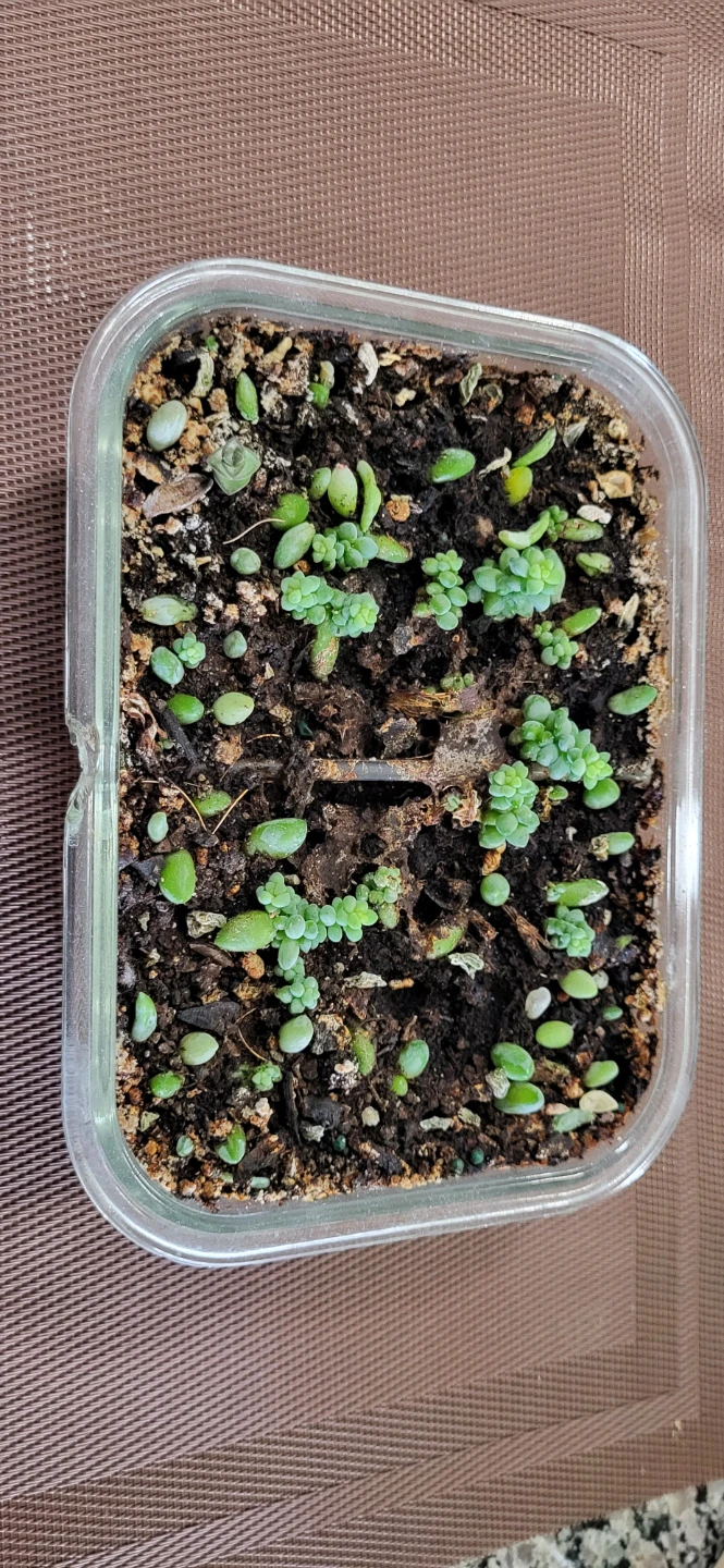 Burro's Tails succulent - photo 2