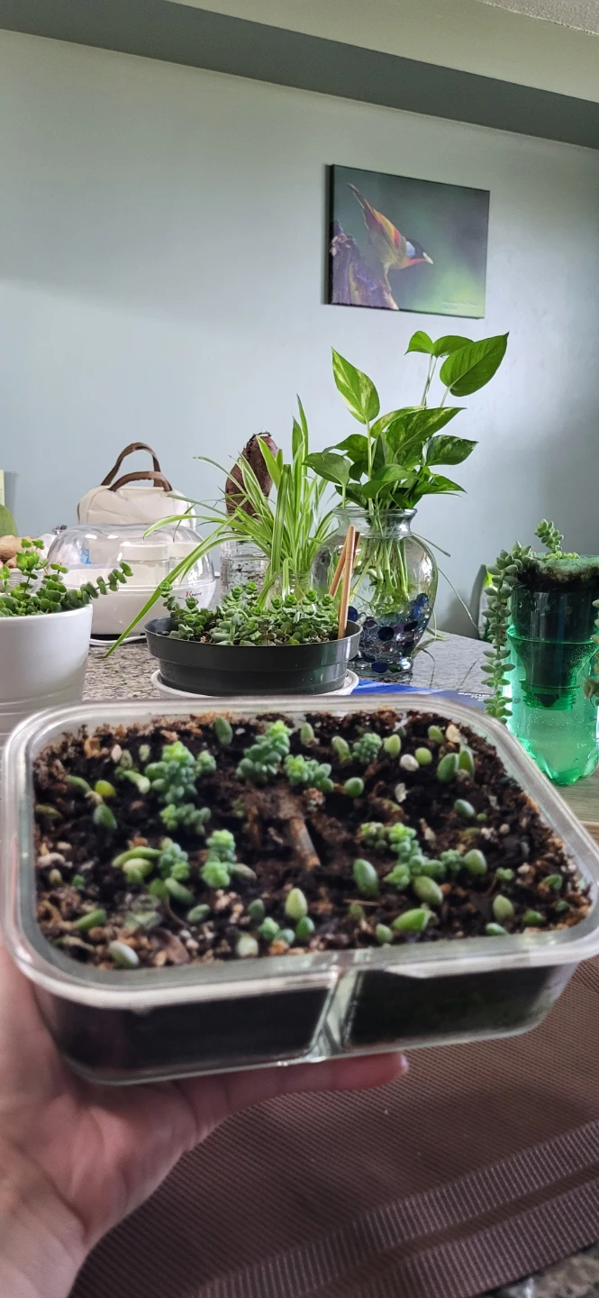 Burro's Tails succulent - photo 3