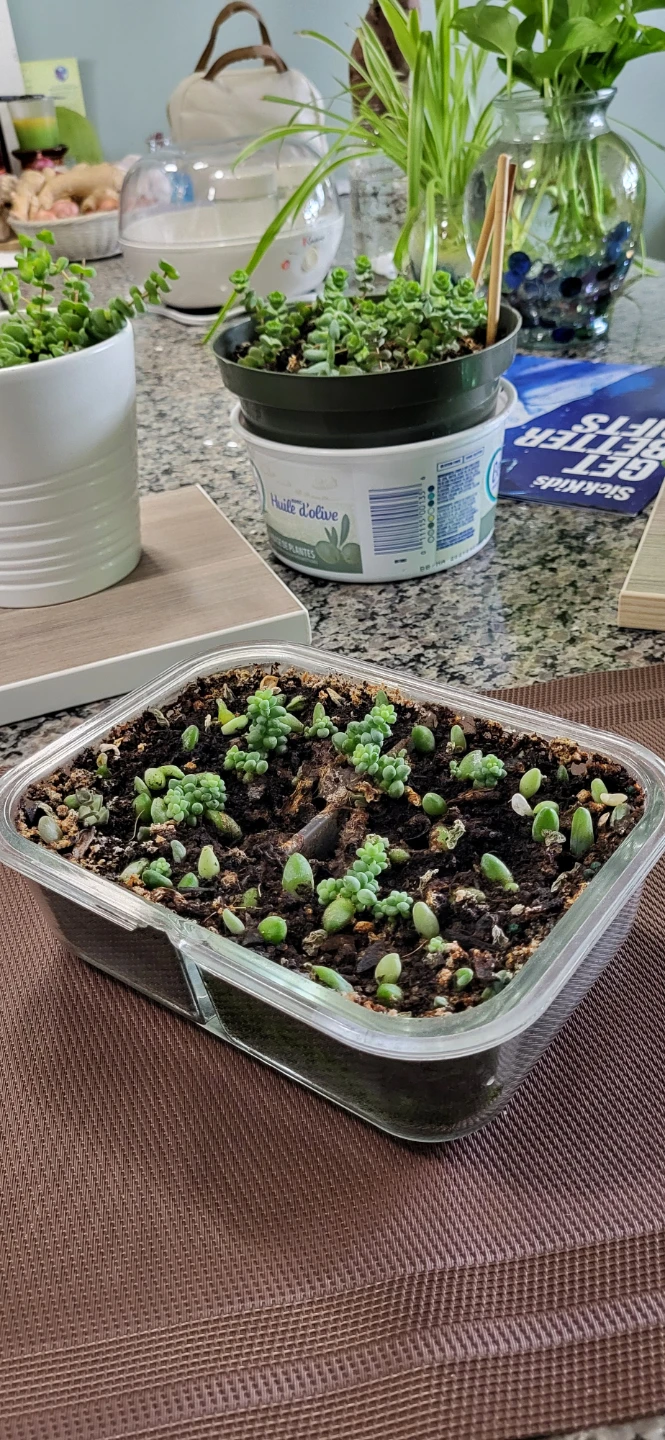 Burro's Tails succulent - photo 4