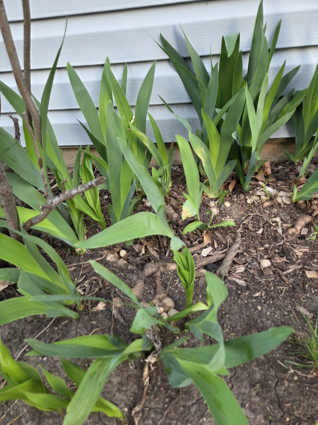 Plants for free - photo 4