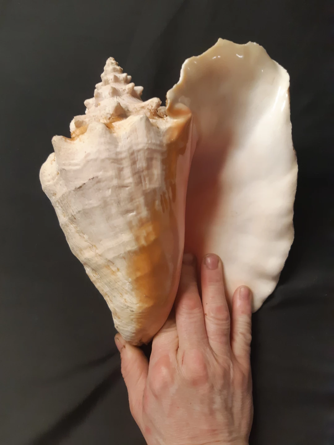 Large Conch Shell