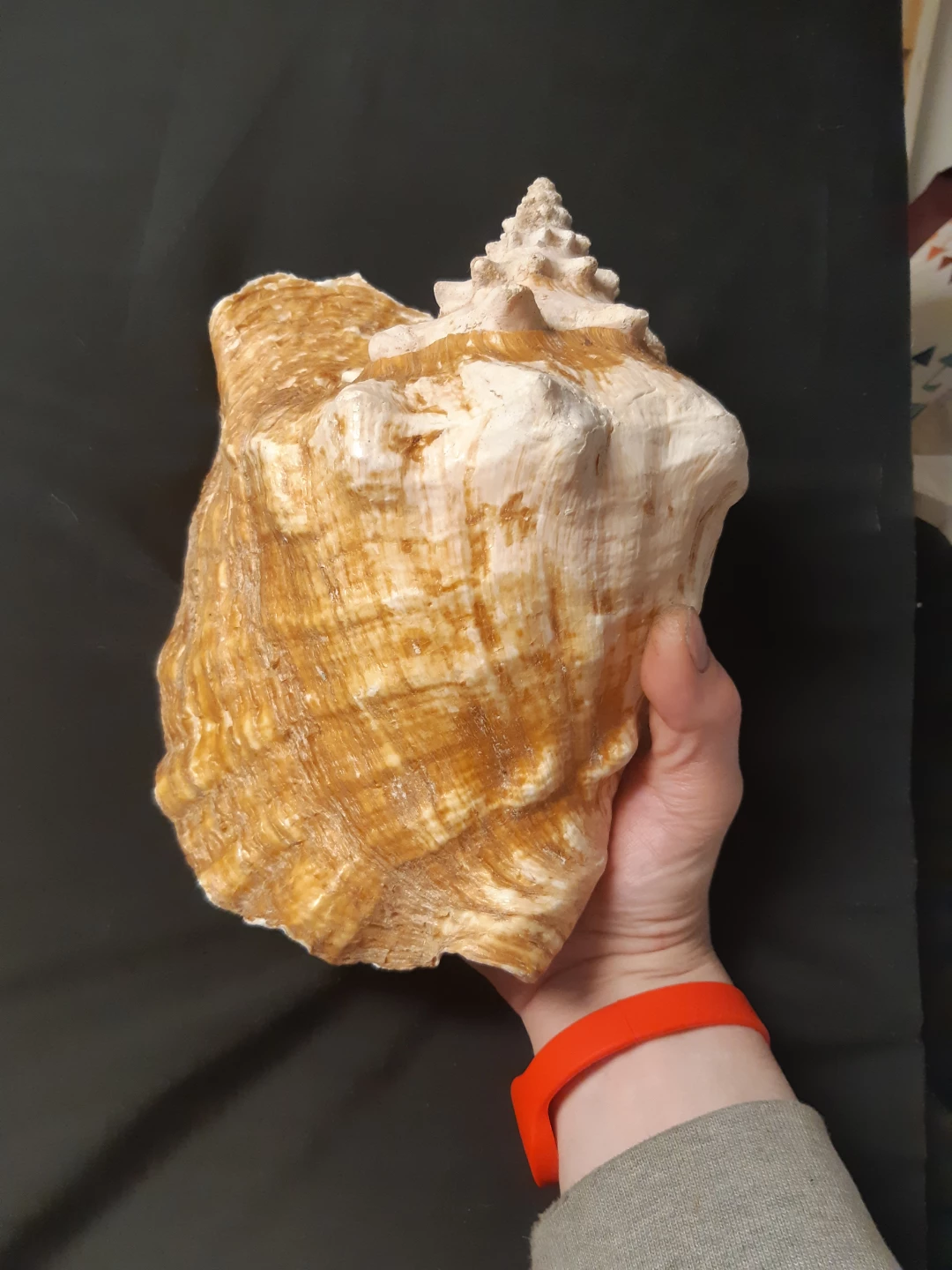 Large Conch Shell - photo 2