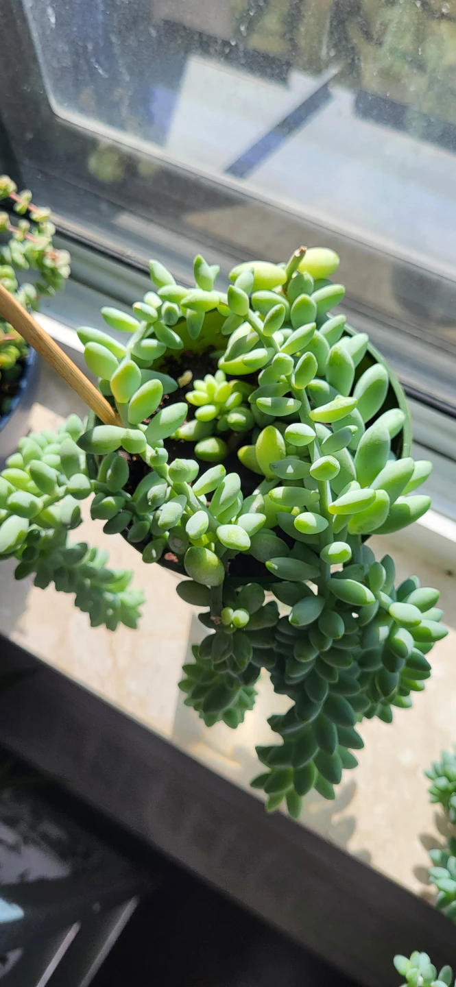 Burro's Tail succulent - photo 4