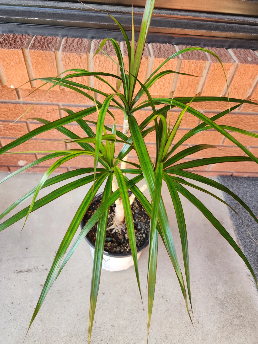 Dracaena plant in pot - photo 2