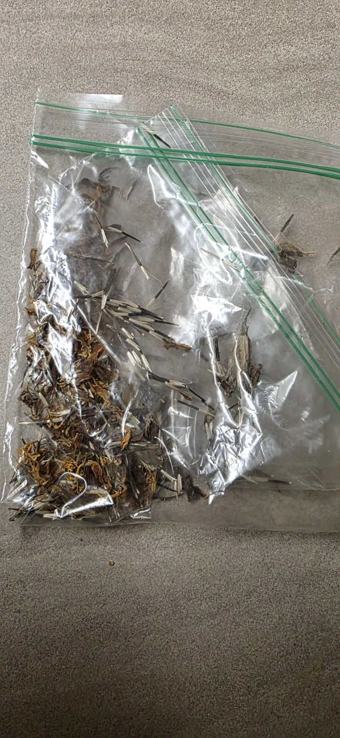 Marigold seeds - photo 4
