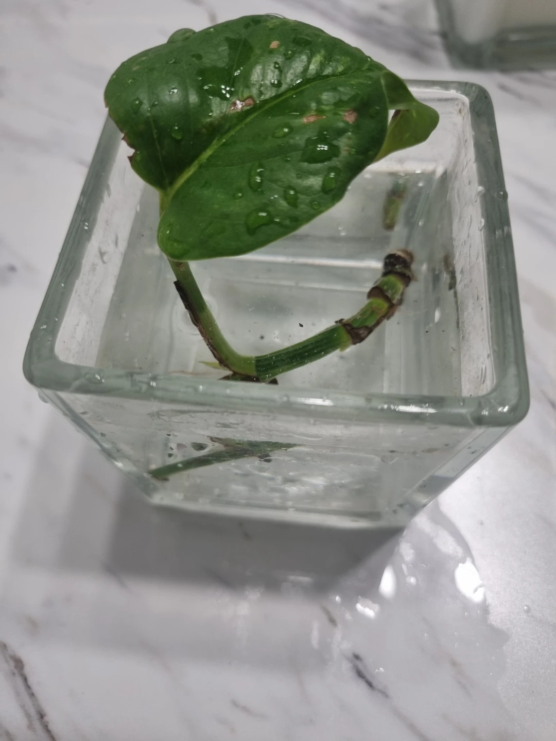 Pothos Plant Cutting