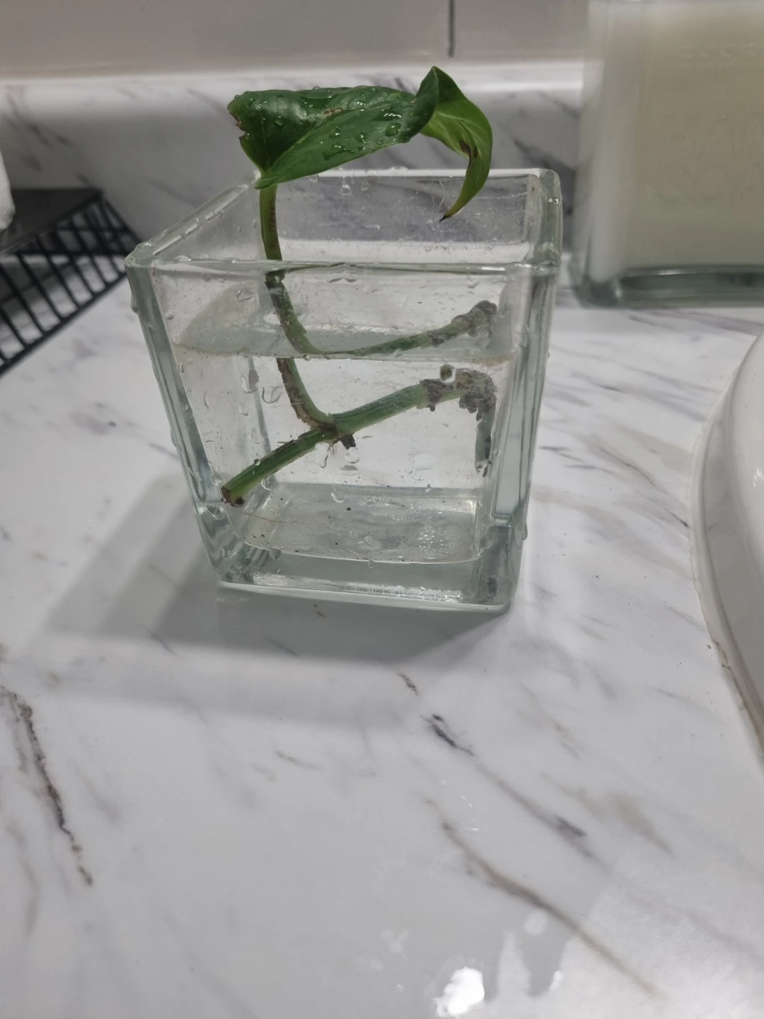 Pothos Plant Cutting - photo 2