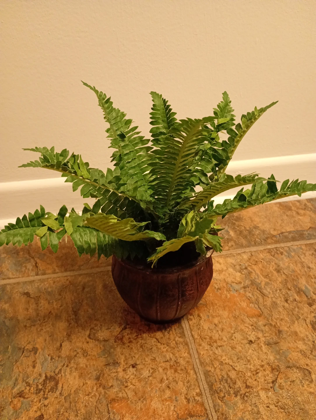 Potted Fern Plant