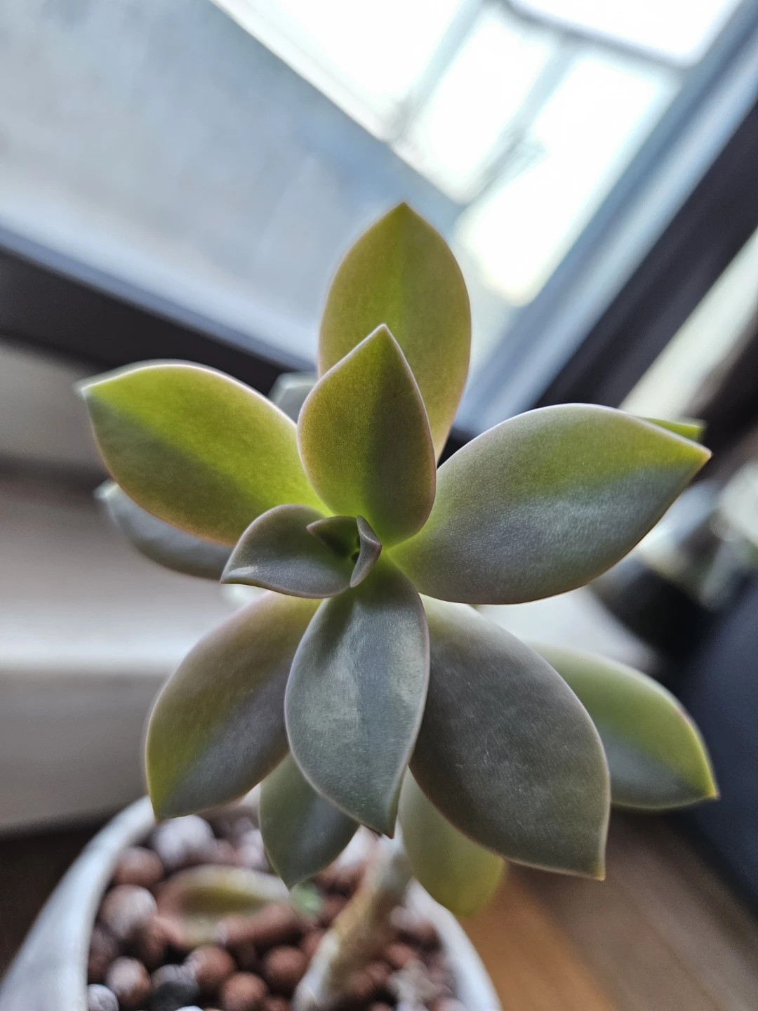 Succulent for sale! Pink Graptopelatum