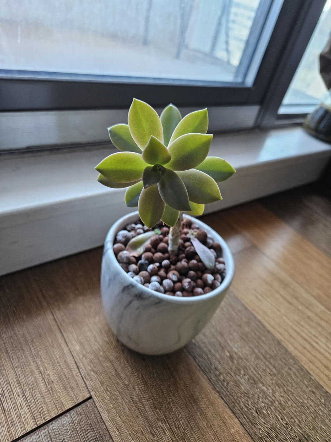 Succulent for sale! Pink Graptopelatum - photo 2