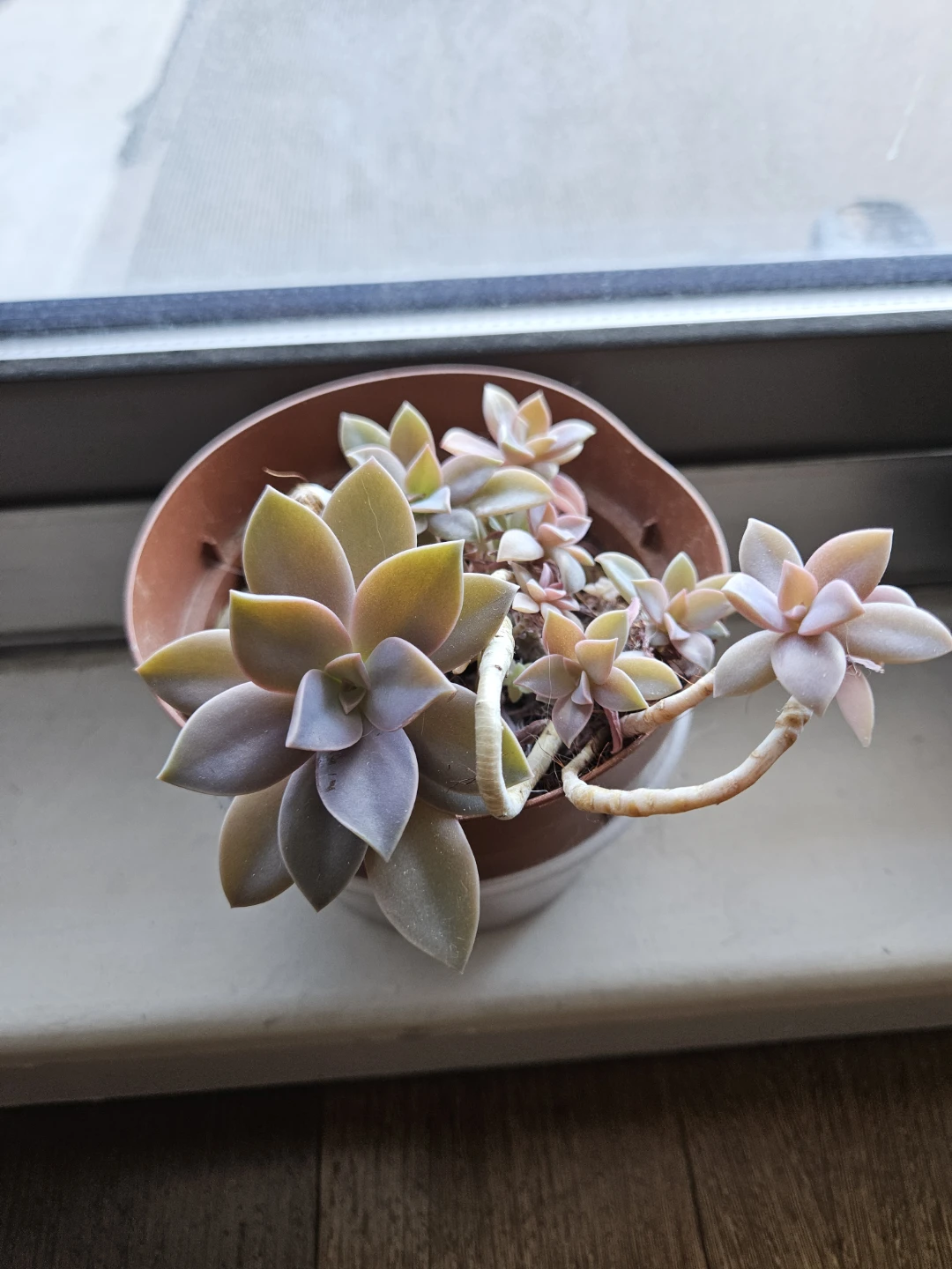 Succulent! Pink Graptopetalum #2