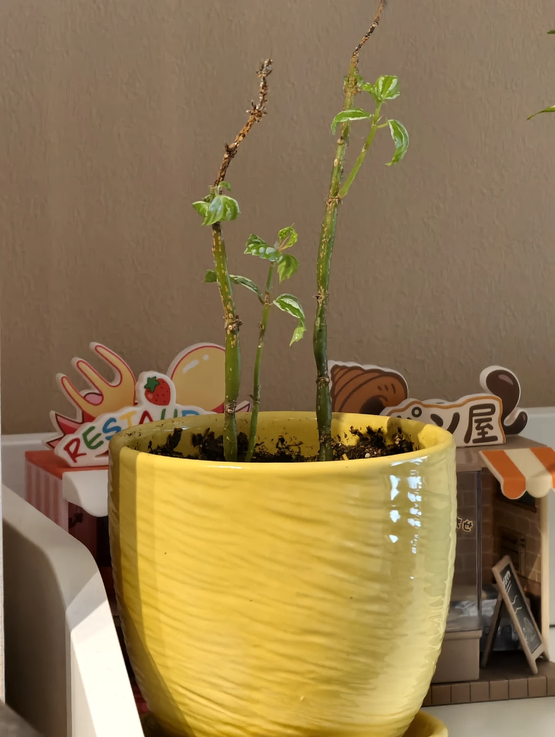 *Today Pickup*Yellow Ceramic Plant Pot with Saucer