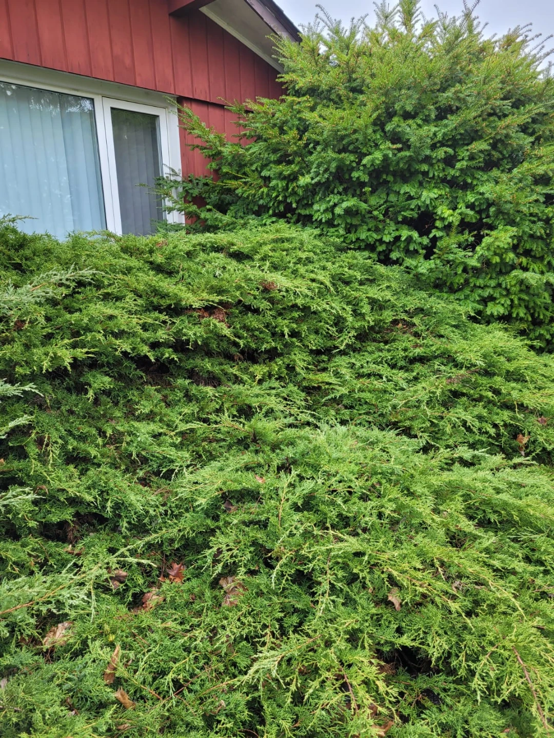 Shrubs - photo 2
