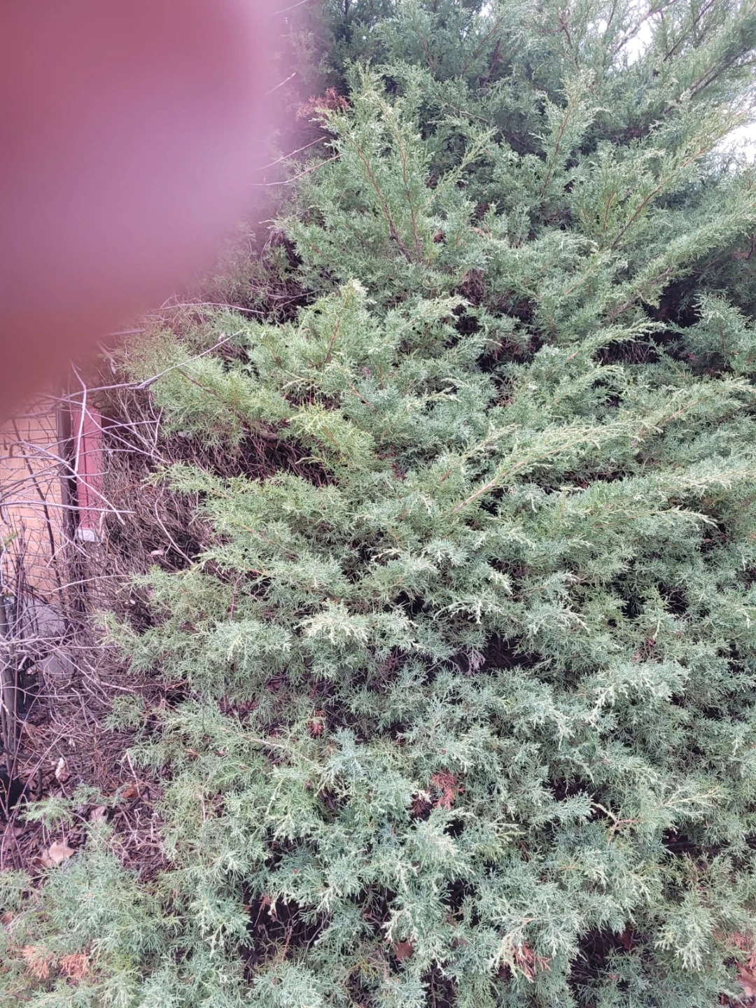 Shrubs - photo 3
