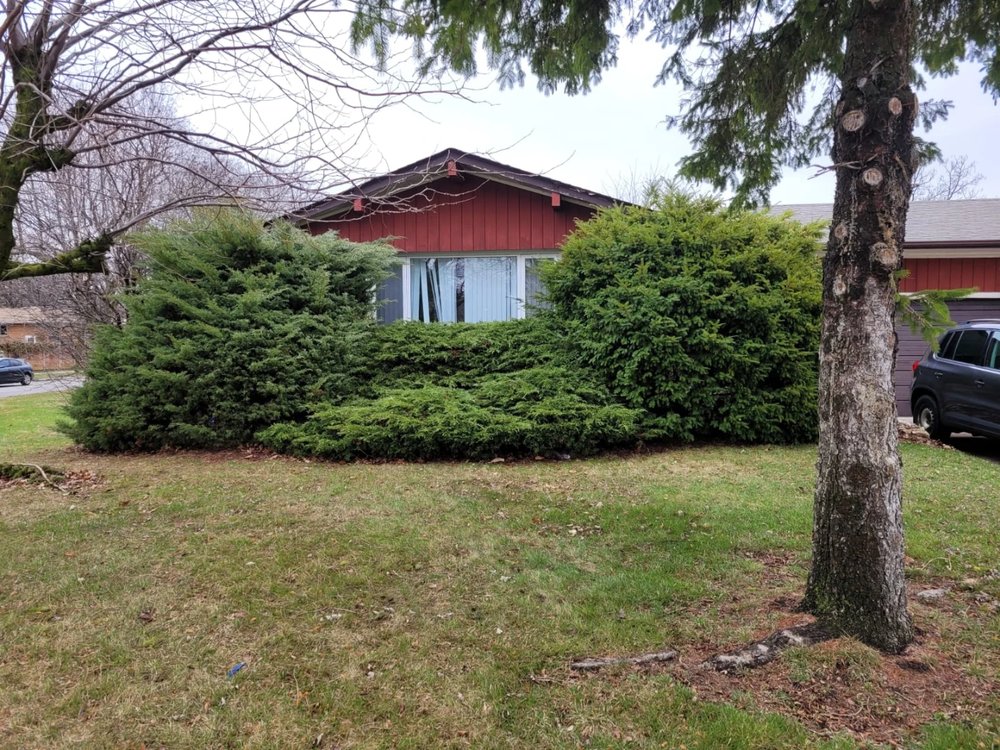 Shrubs - photo 4