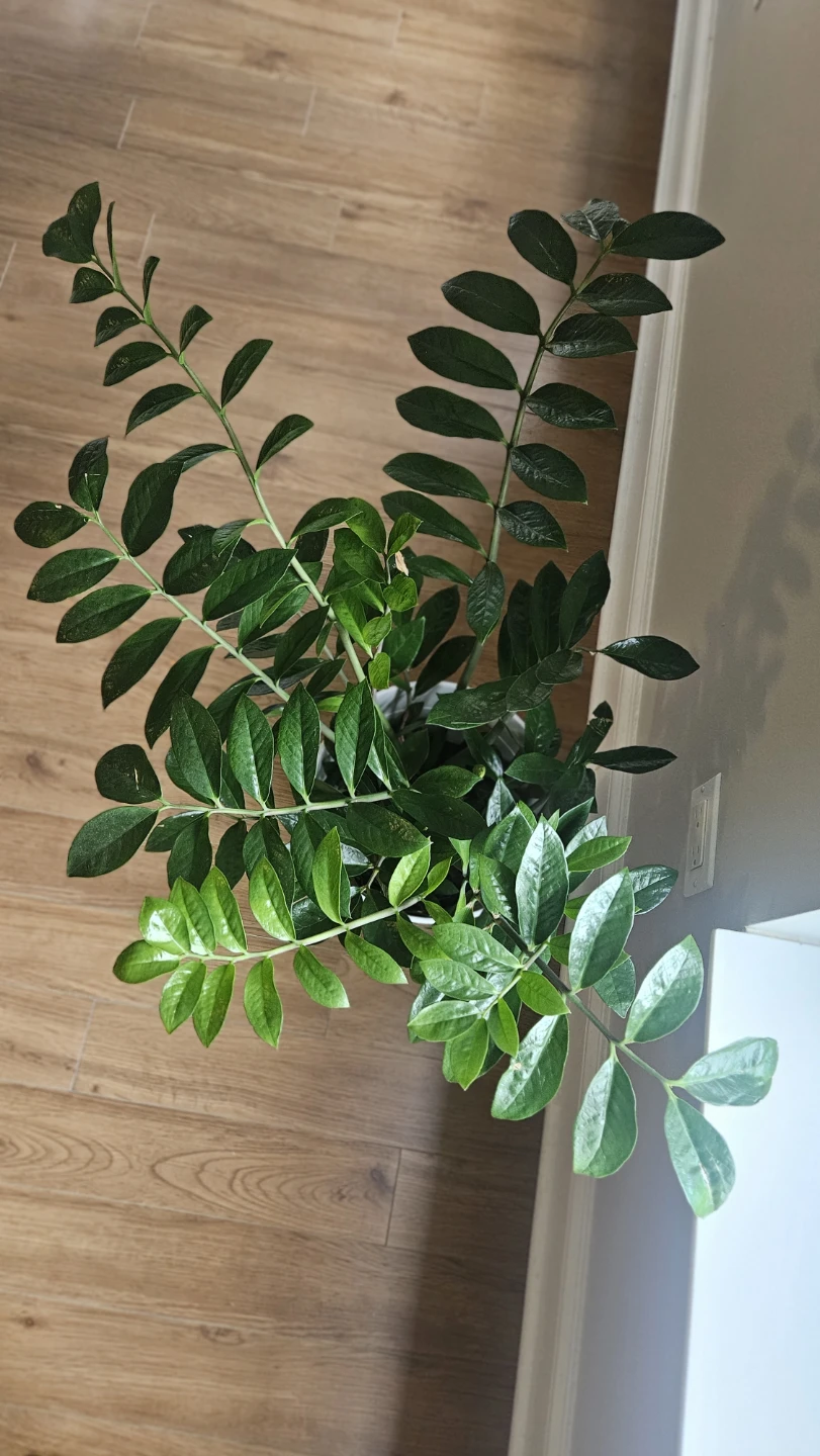 ZZ Plant in White IKEA Container