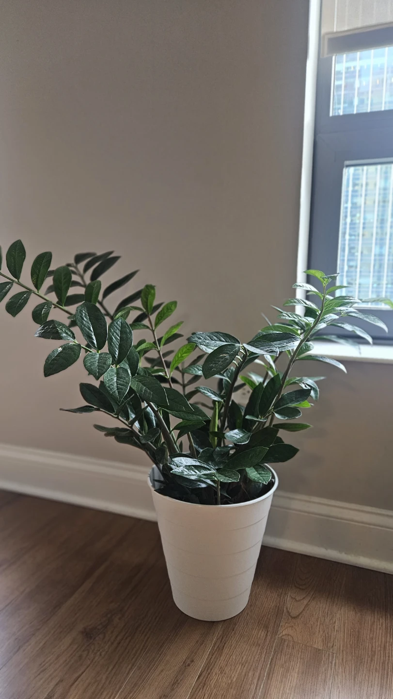 ZZ Plant in White IKEA Container - photo 2