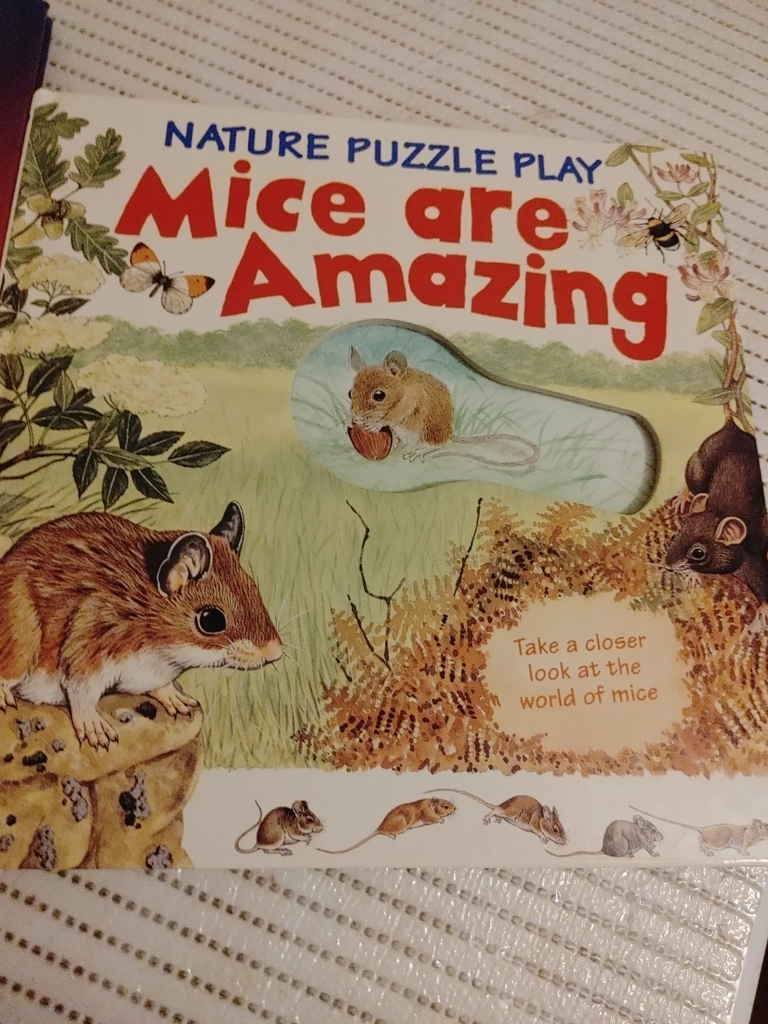 My First Book of Dinosaurs & Other Prehistoric Animals - photo 2