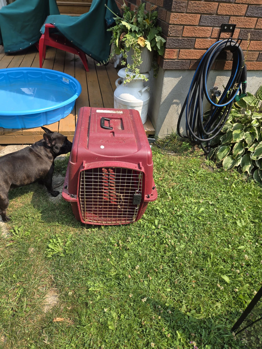 Petmate Pet Carrier