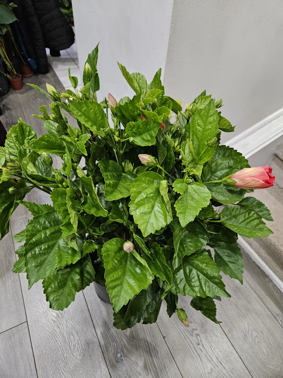 Hibiscus Plant with Red and Pink Flowers - photo 5