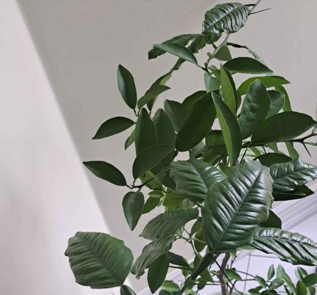 Potted Citrus Tree - photo 3