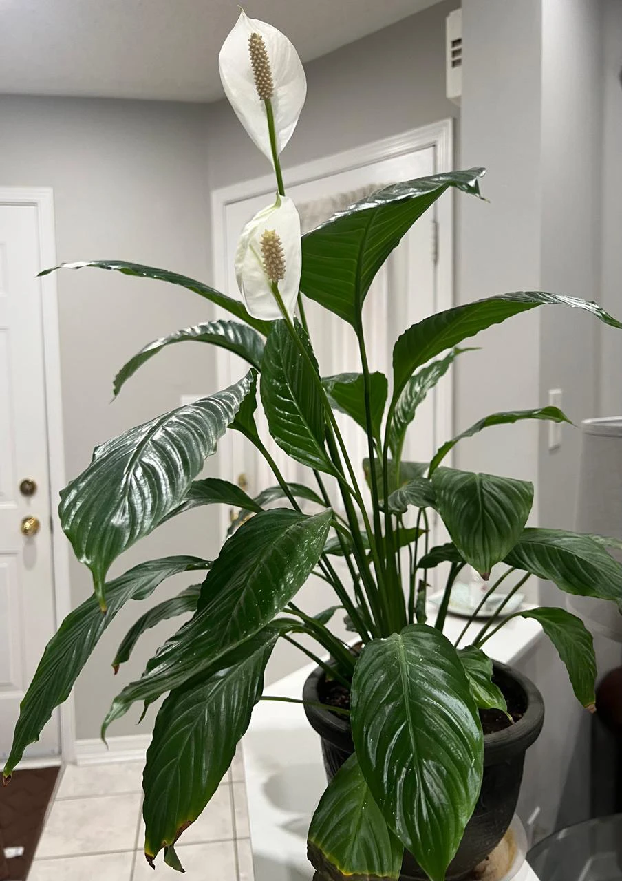 Peace Lily Plant
