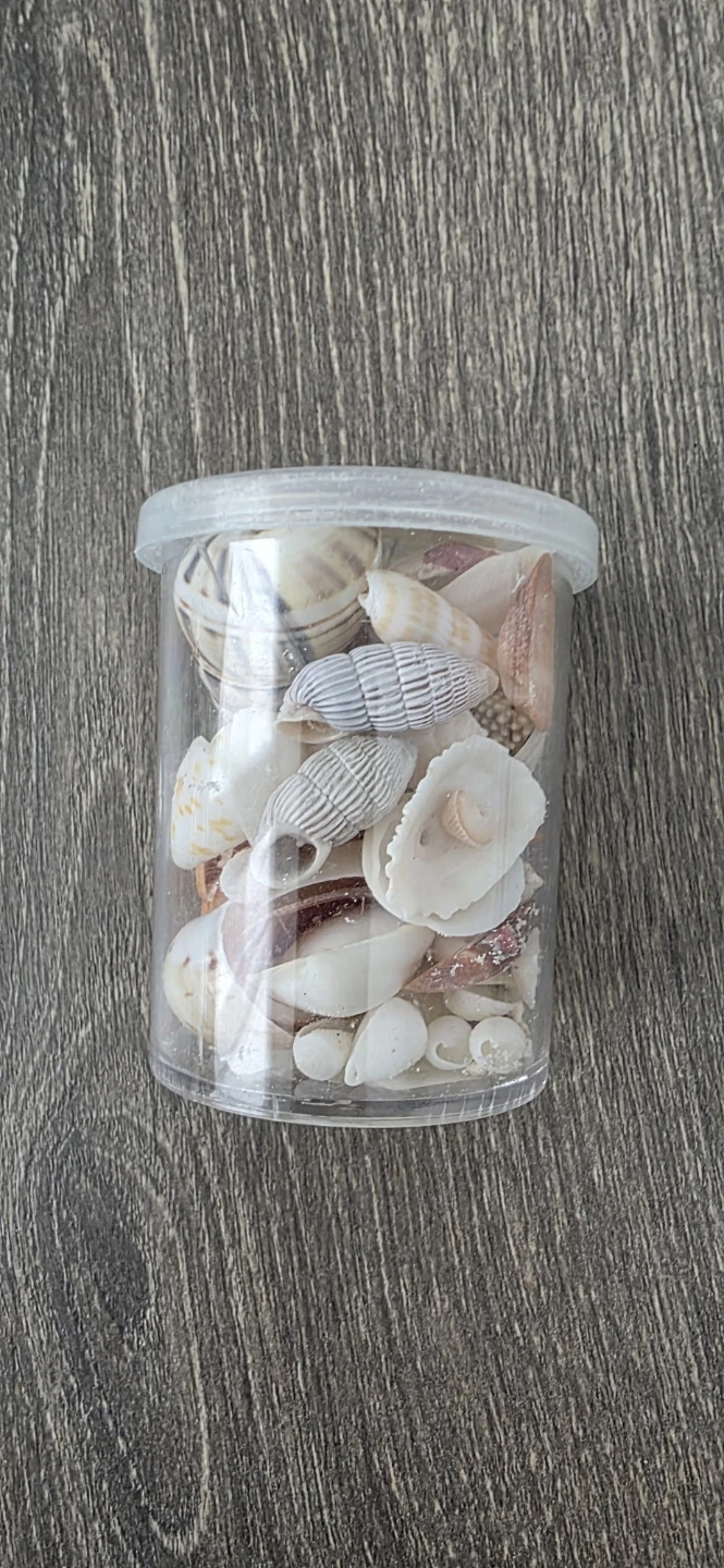 Assorted Seashells