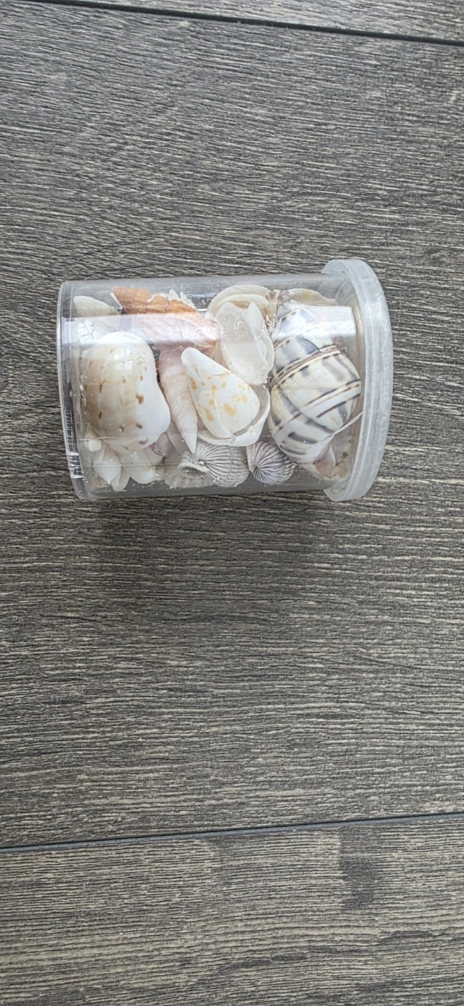 Assorted Seashells - photo 2