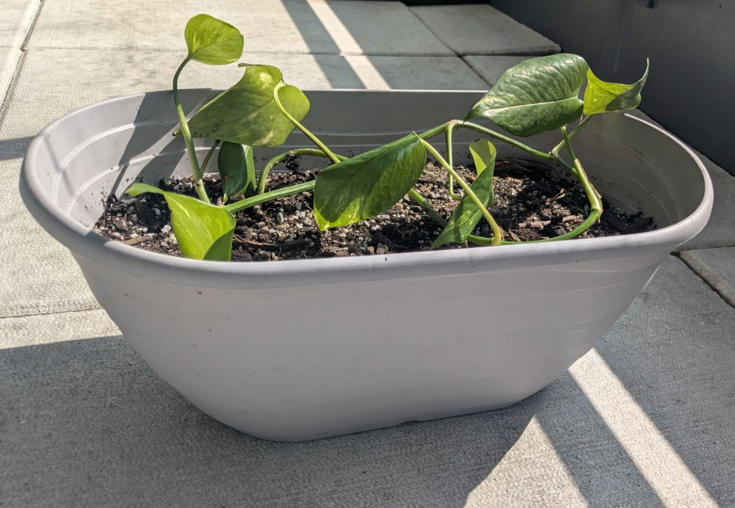 Pothos Plant in Oval Planter - photo 3