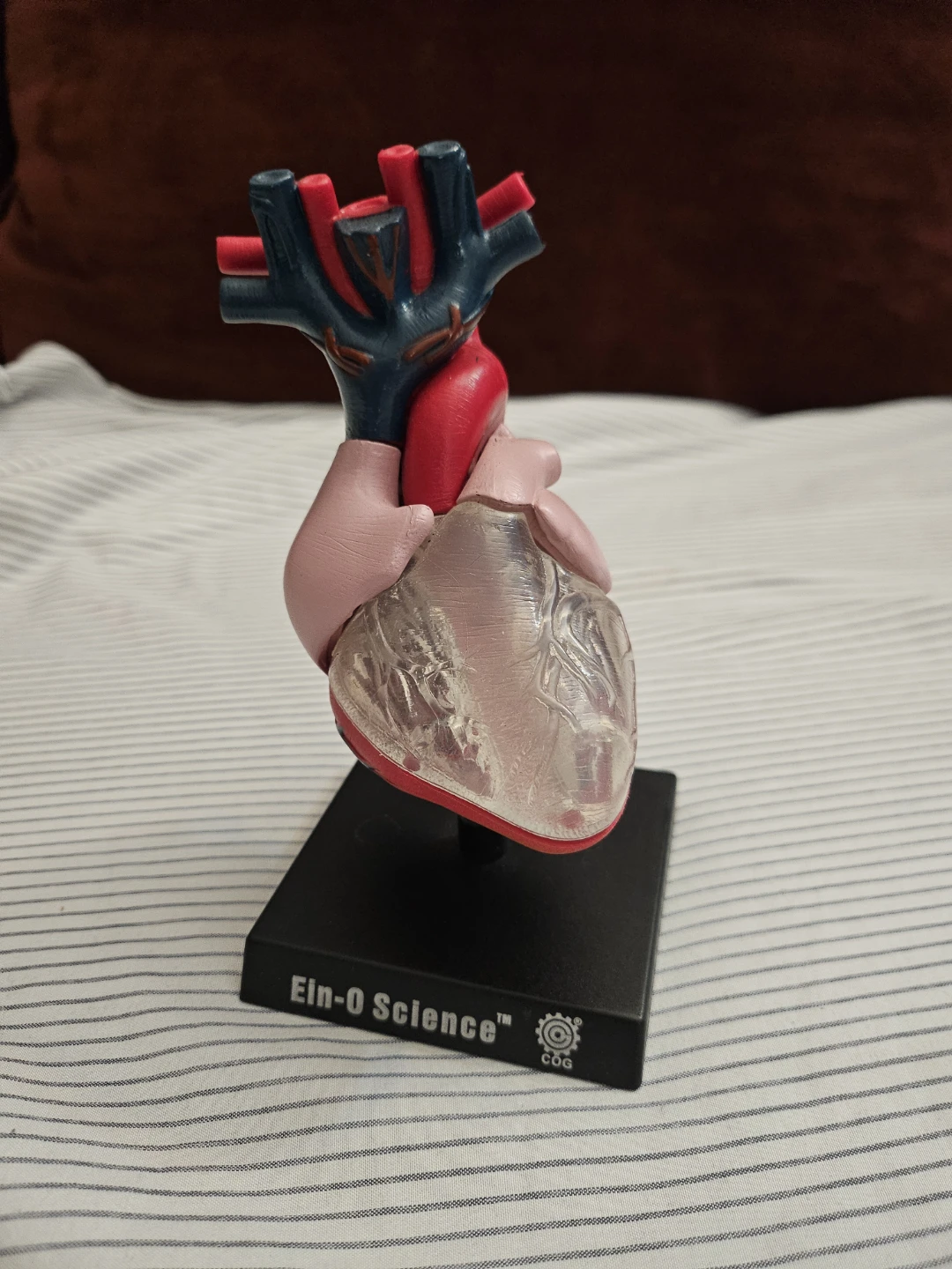 Elm-O Science Anatomical Heart Model