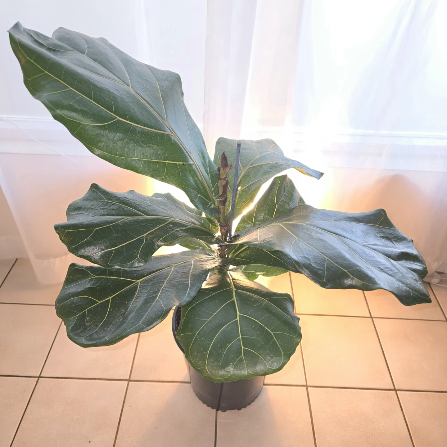 Fiddle Leaf Fig | Houseplant