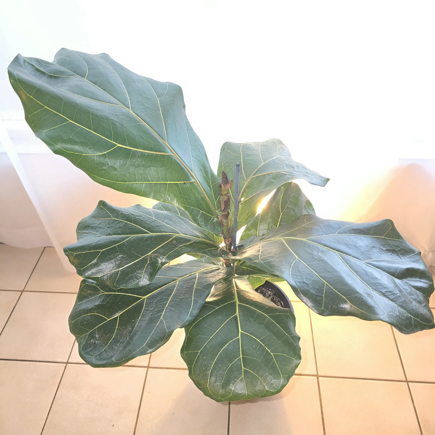 Fiddle Leaf Fig | Houseplant - photo 2