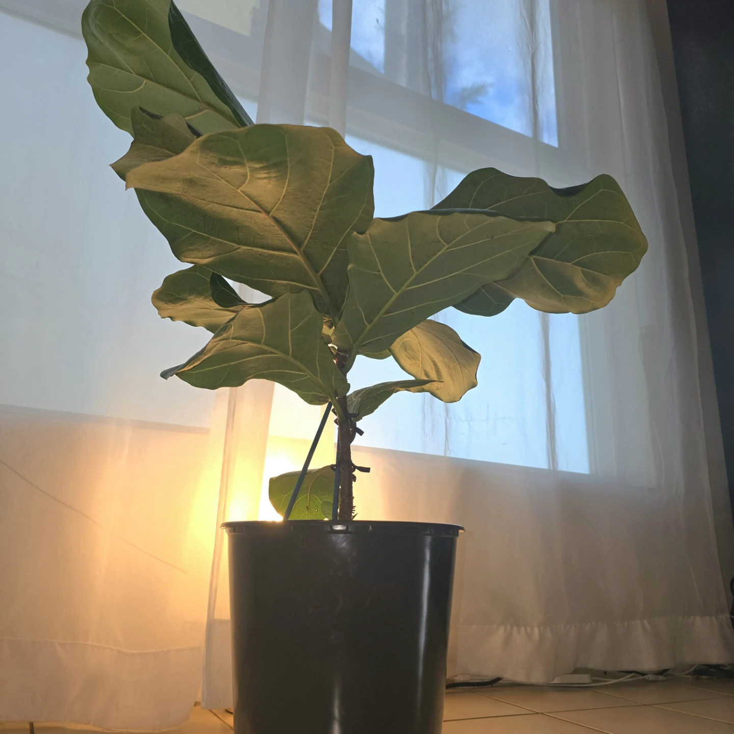 Fiddle Leaf Fig | Houseplant - photo 3
