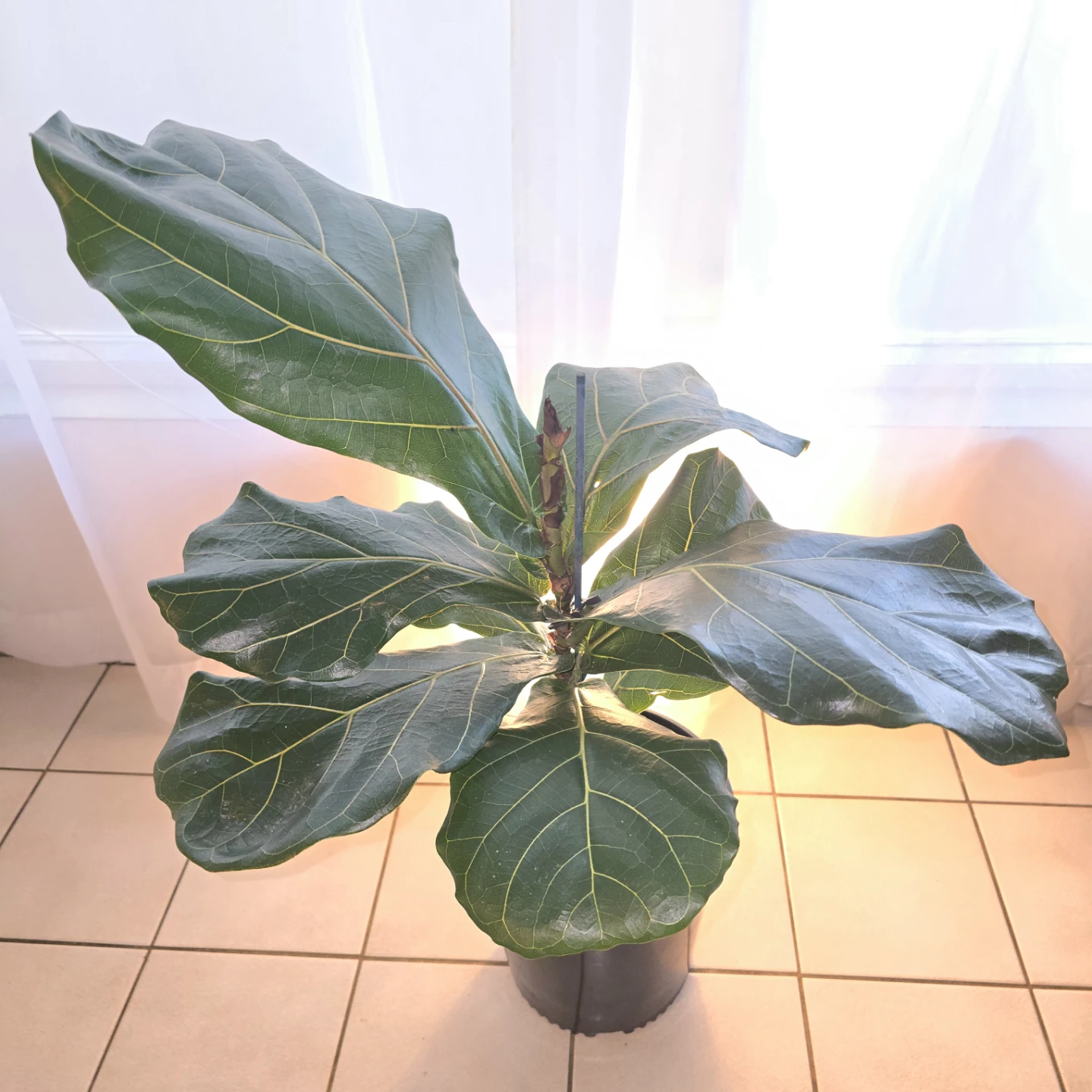 Fiddle Leaf Fig | Houseplant - photo 4