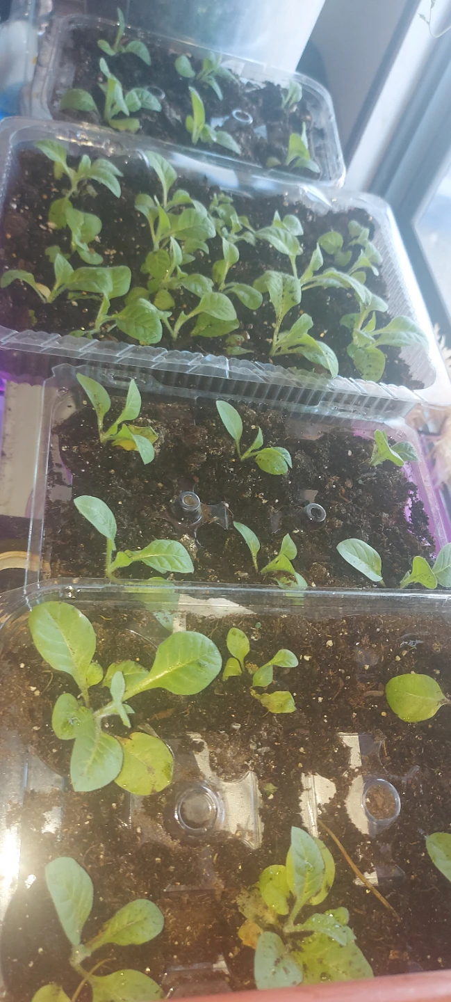 Tobbako seedlings.. Deer won't eat gorgeous plant - photo 5
