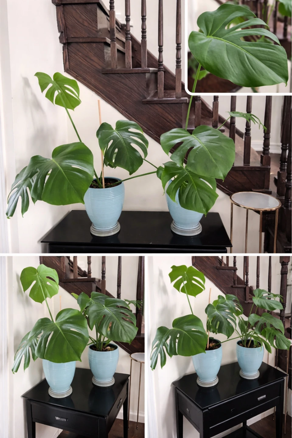 Monstera Deliciosa Houseplant
