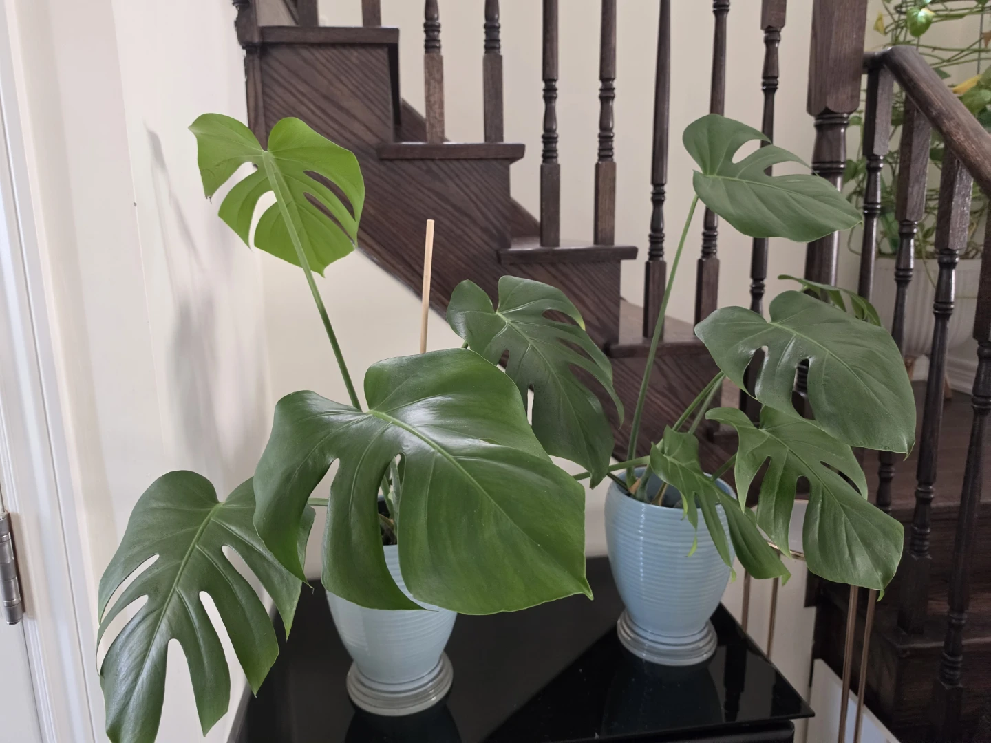 Monstera Deliciosa Houseplant - photo 2