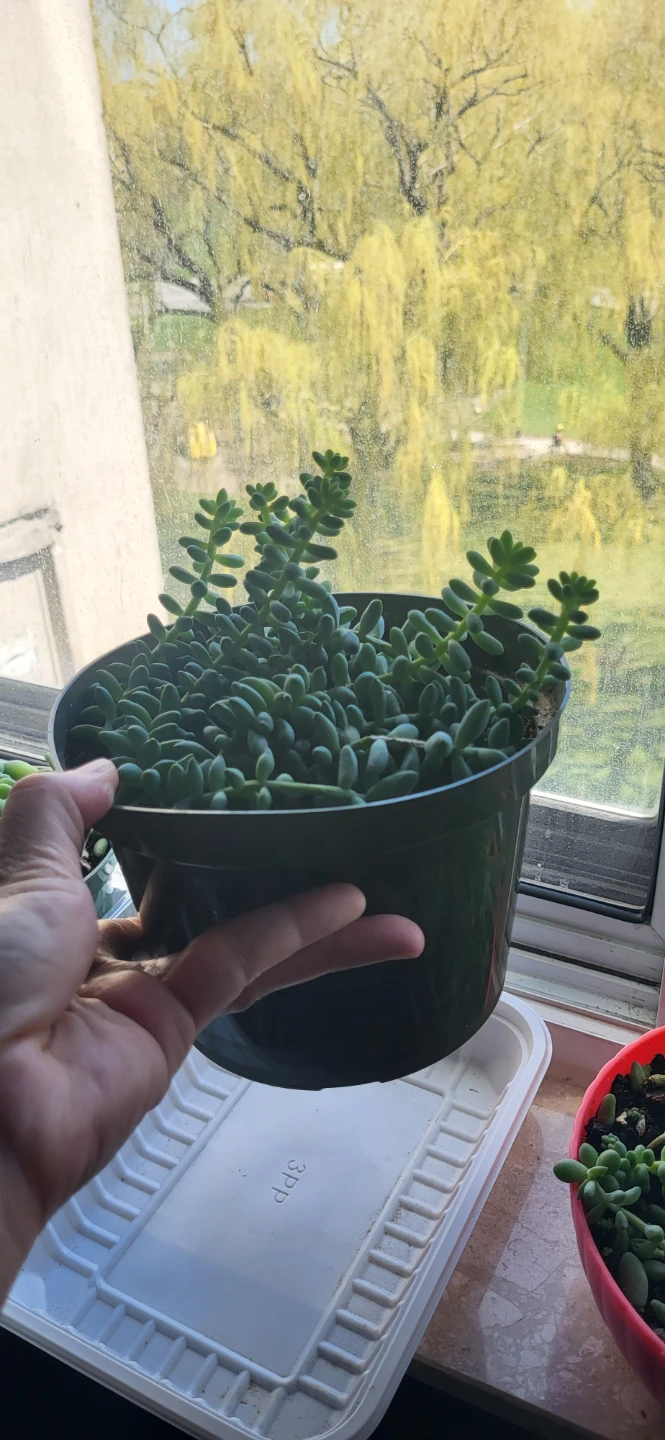 Burro's Tails succulent - photo 2