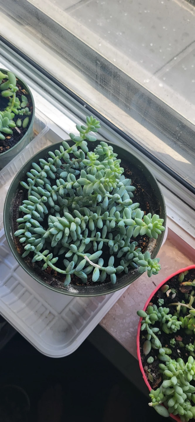 Burro's Tails succulent - photo 3