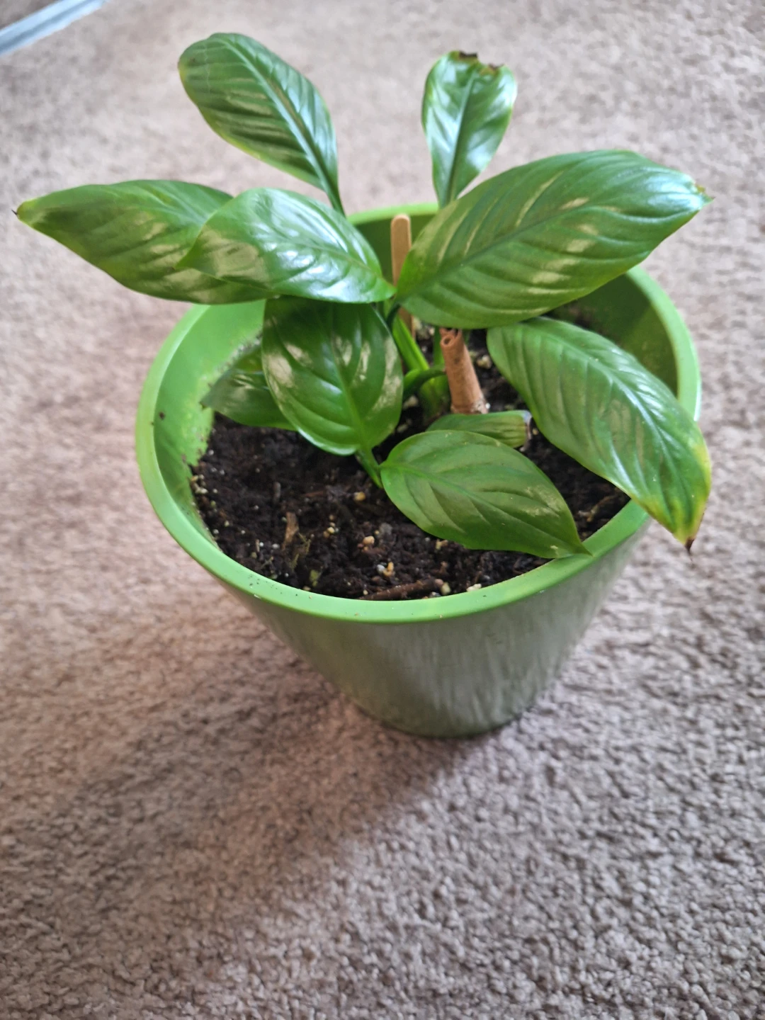 Potted Peace Lily Plant