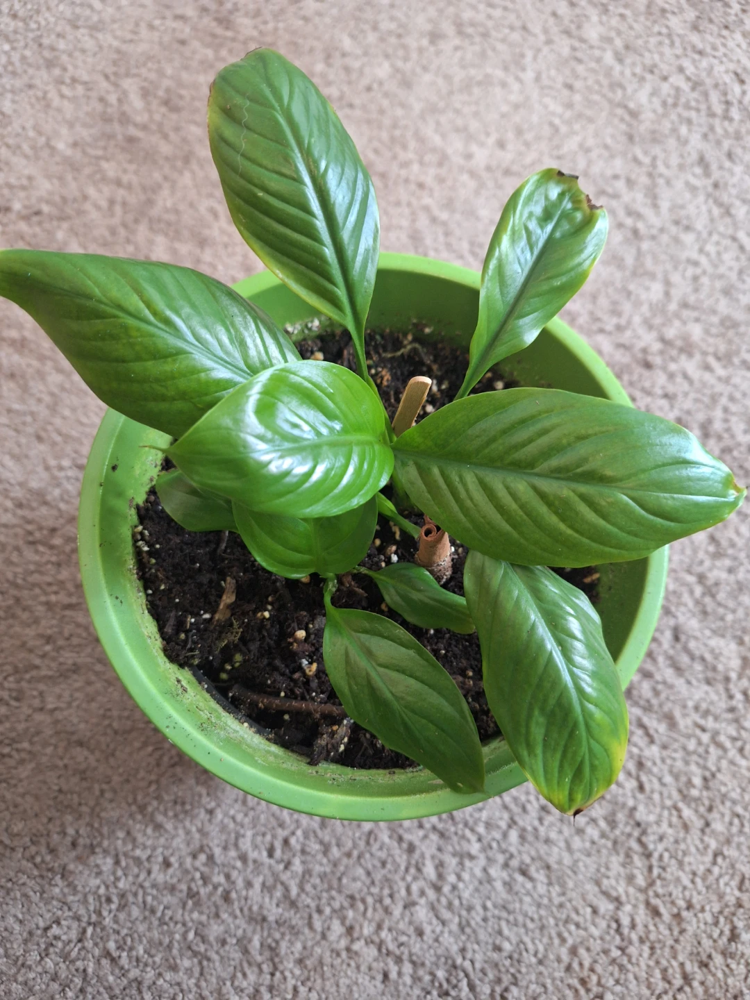 Potted Peace Lily Plant - photo 2