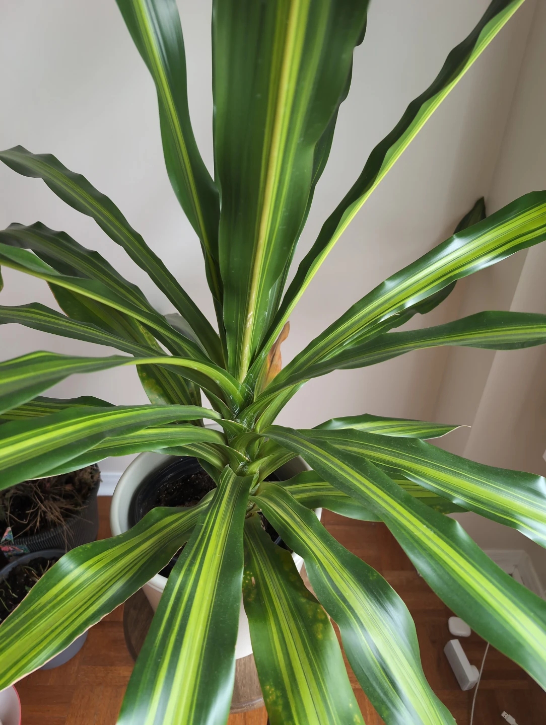 Dracaena Fragrans 'Lemon Surprise' Plant - photo 2