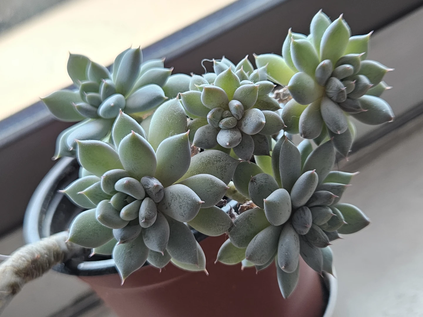 Succulent for sale! Graptosedum
