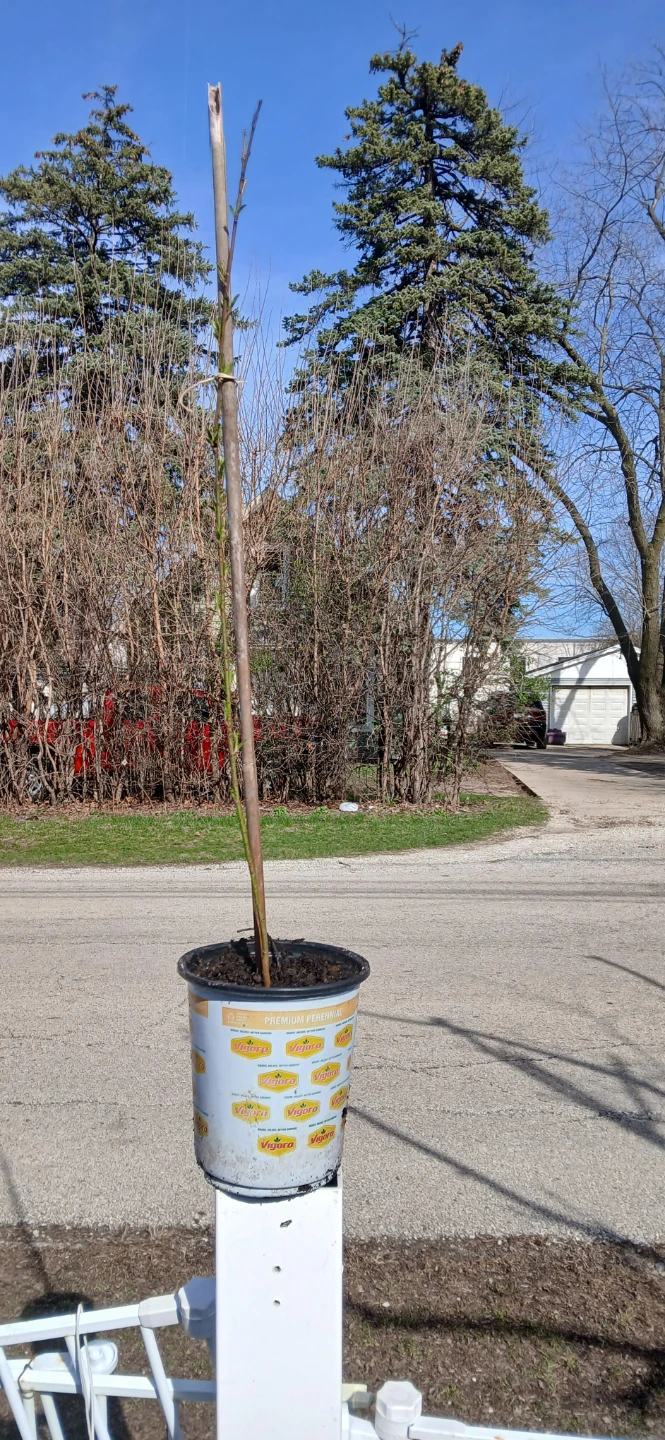 Young Tree in Pot