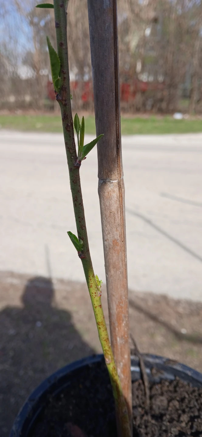 Young Tree in Pot - photo 2