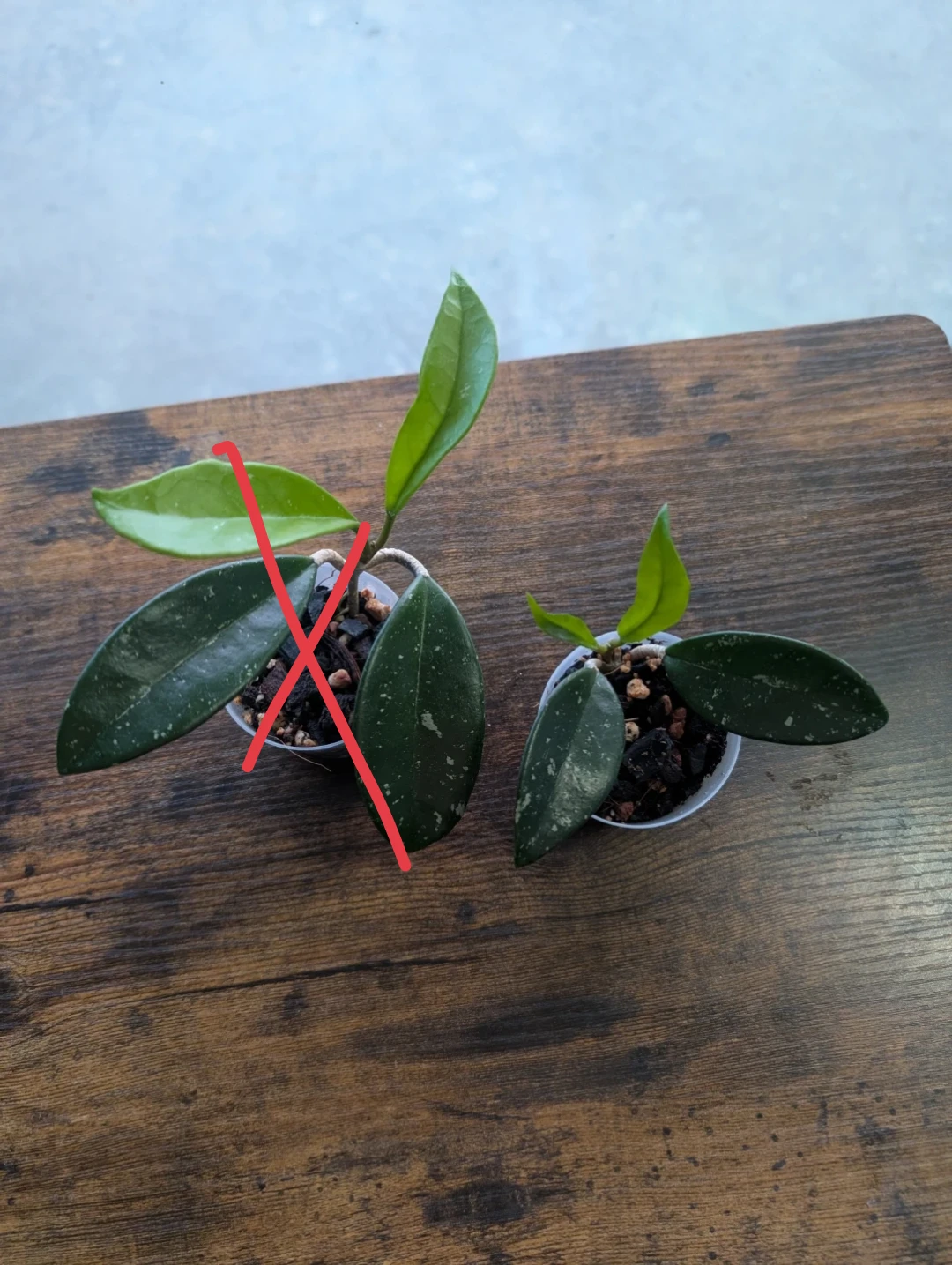 Hoya plants - photo 4